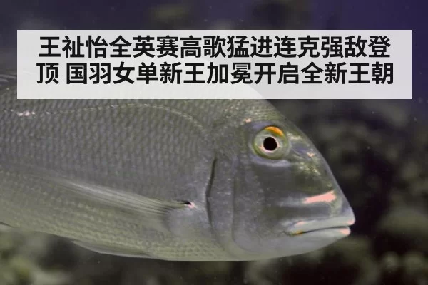 王祉怡全英赛高歌猛进连克强敌登顶 国羽女单新王加冕开启全新王朝